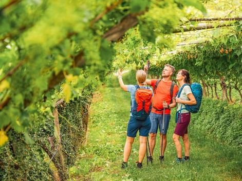 Wanderer unterwegs in den Burgunder Weinbergen