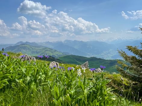 Wildflower meadow with purple and white blooms in the Kitzbühel Alps. Green mountain ranges and blue sky with white clouds in background.