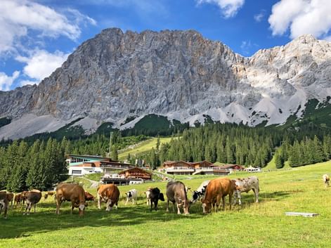 Herde brauner und weißer Kühe weidet auf grüner Almwiese mit traditionellen Berggebäuden und dramatischen Zugspitze-Felsen unter blauem Himmel.