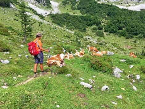 Alpine pasture on the hiking trail in the Kitzbühel Alps