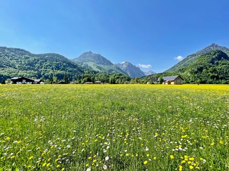 Vibrant meadow with yellow and white wildflowers in Salzkammergut, Austria. Green mountains and scattered houses under blue sky in background.