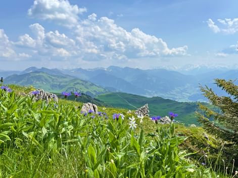 Purple wildflowers and white daisies in alpine meadow with mountain panorama. Green rolling hills and distant peaks under blue sky with clouds.