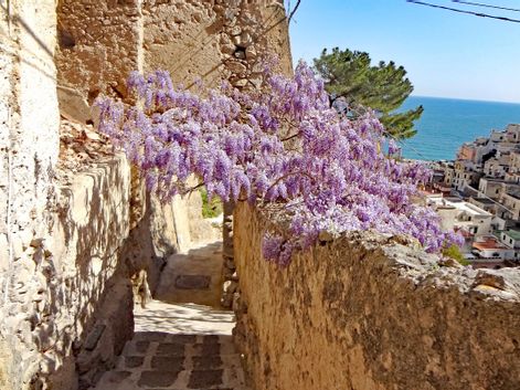 Blütenzauber in der Wanderregion Amalfiküste
