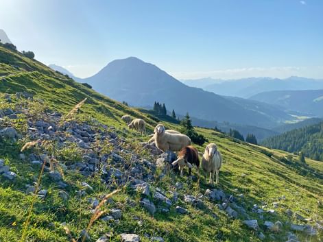 Sheep on an alpine meadow
