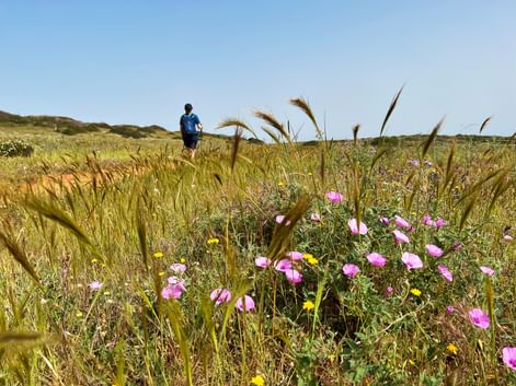 Rosa Wildblumen und goldene Gräser im Vordergrund mit Wanderer in blauem Shirt auf dem Portugiesischen Jakobsweg unter klarem Himmel.