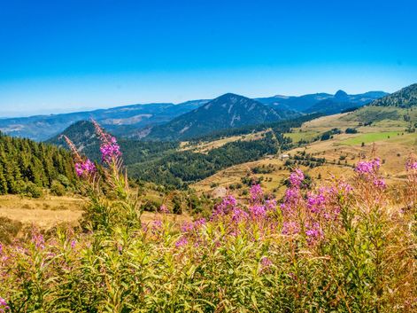 Wildblumenwiesen und Panorama auf der Wanderreise in der Auvergne