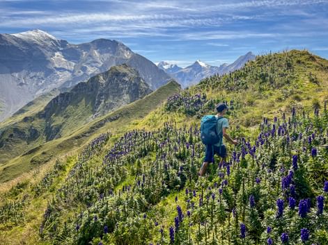 Wanderin mit Rucksack geht durch lila Wildblumen auf Almwiese im Nationalpark Hohe Tauern mit schneebedeckten Berggipfeln.