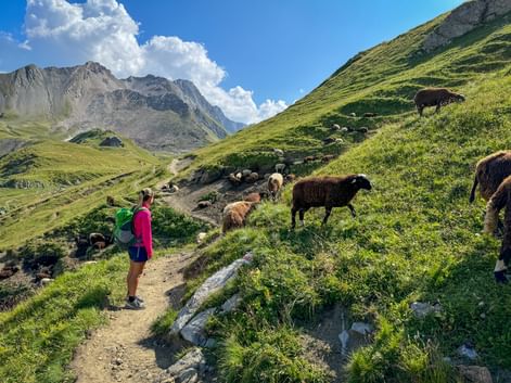 Female hiker in pink jacket with backpack stands on mountain trail surrounded by grazing sheep in green Alpine meadows with peaks in background.