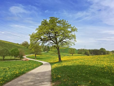 Idyllischer Wanderweg am Starnberger See