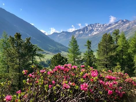 Panoramic view of the mountain landscape of the Schnalstal Valley