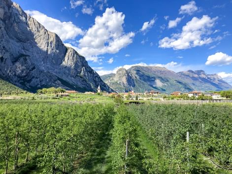 Grüne Weinreben in Pietramurata vor dramatischen Kalksteinfelsen und Bergen unter blauem Himmel mit weißen Wolken.