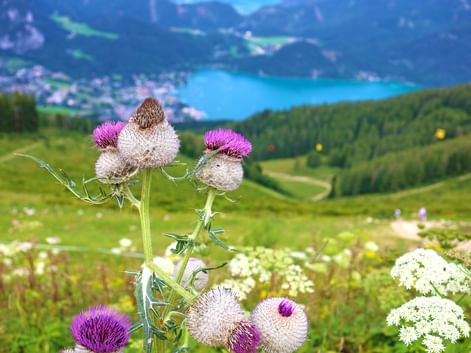 Wunderschöne Alpenblume mit Seepanorama