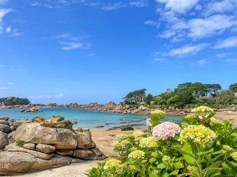 Flowers on the coast of Brittany in France