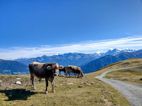 Alpine cow at the Watles mountain station