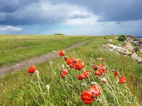Mohnblumen am Wanderweg in Skillinge