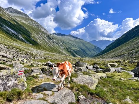 Braun-weiße Kühe auf felsigem Wanderweg im Krimmler Achental mit grünen Berghängen und weißen Wolken am blauen Himmel.