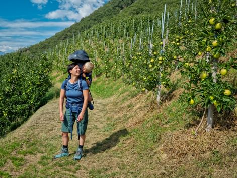 Woman hiking with child in backpack carrier through apple orchard on hillside near Lake Garda. Green apples visible on trees under blue sky.