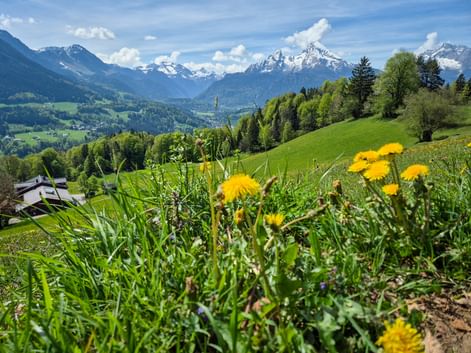 Gelber Löwenzahn auf grüner Wiese mit schneebedeckten Bergen im Hintergrund. Tal mit Dorf und Wäldern in der Region Berchtesgaden sichtbar.
