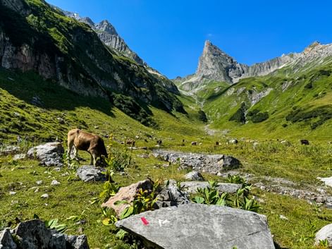 Brown cows grazing in green alpine valley with dramatic rocky peaks and blue sky. Stone markers visible in foreground meadow.