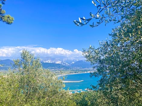 Blick durch Olivenbaumzweige auf das türkisfarbene Mittelmeer und entfernte Berge unter blauem Himmel in Cinque Terre, Italien.