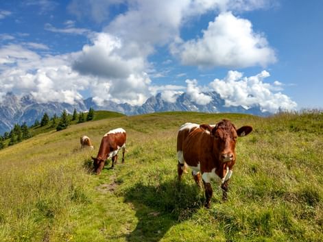Panoramic view of mountains and cows