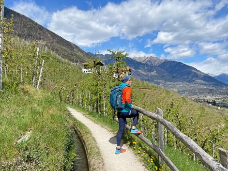 Hiker enjoys the view of the vineyards of the Etsch Valley