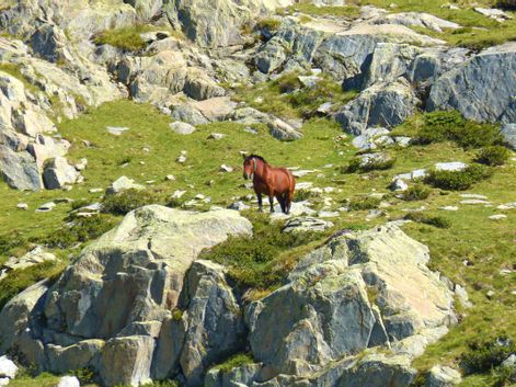 Pferd im Gebirge der Pyrenäen