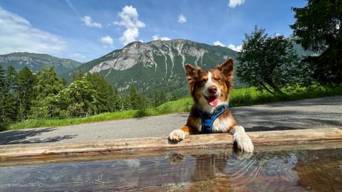 Braun-weißer Hund mit blauem Geschirr an hölzernem Brunnen auf Via Spluga, mit bewaldeten Bergen und blauem Himmel im Hintergrund.