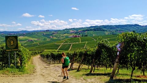 Hiking trails through vineyards