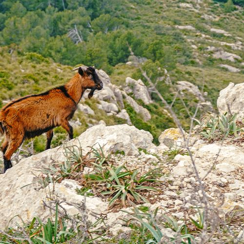 Goat on the Talaia d'Alcúdia