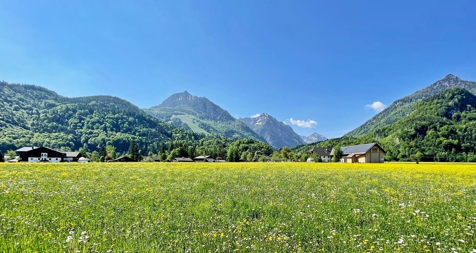 Flowering meadow with yellow and white wildflowers in Salzkammergut. Green forested mountains and traditional houses under blue sky.