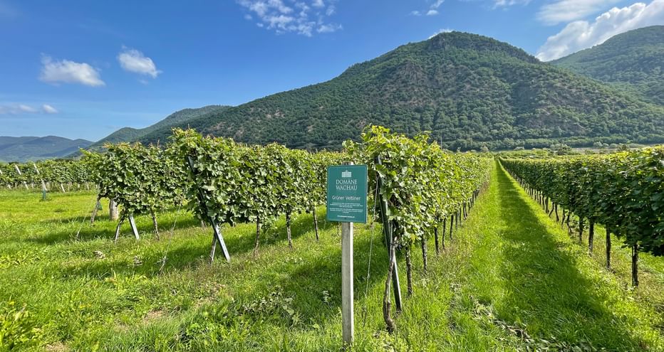 Weinreben