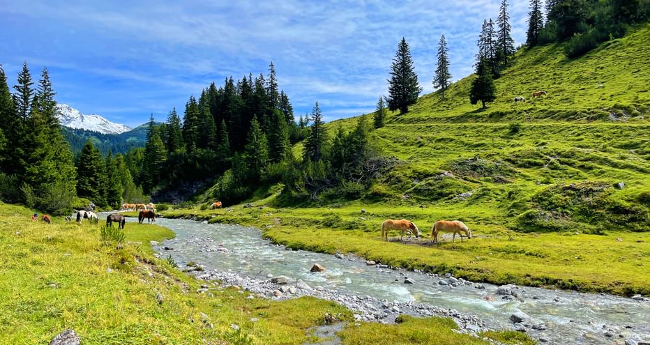 Pferde grasen auf grünen Wiesen neben einem klaren Bergbach am Lechweg, umgeben von Nadelwäldern und Alpengipfeln.