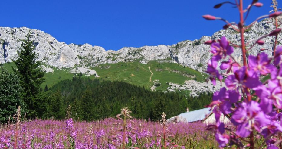 Flowering alpine meadow with mountain scenery in the background