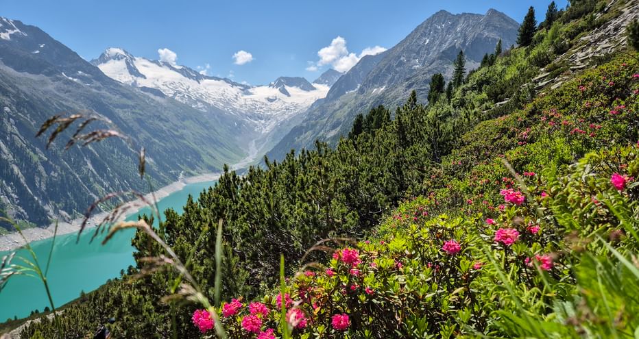 Pink alpine roses bloom on a hillside overlooking the turquoise Schlegeis Reservoir, surrounded by snow-capped mountains and green slopes.
