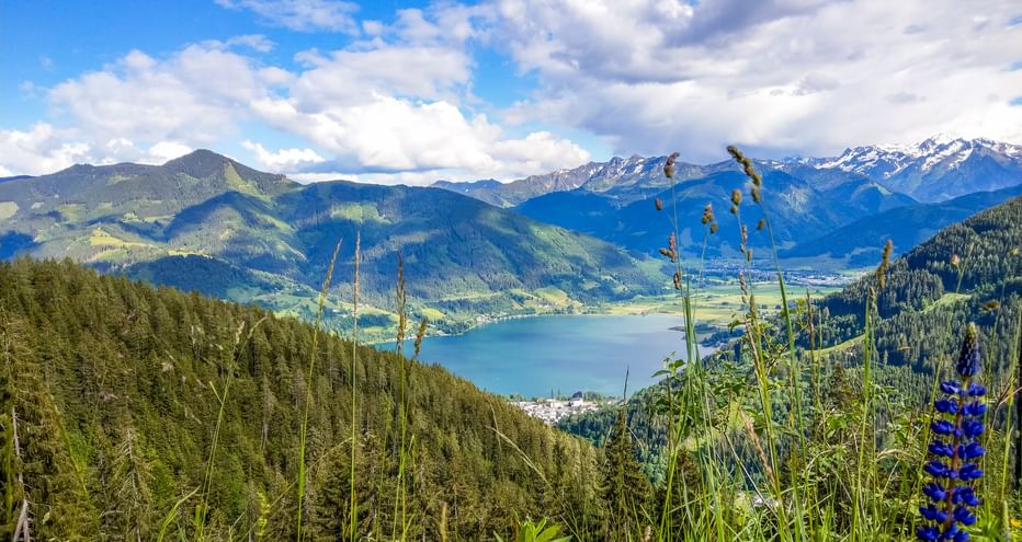 Alpensee Zeller See umgeben von grünen Bergen und schneebedeckten Gipfeln. Wildblumen blühen im Vordergrund unter blauem Himmel mit Wolken.