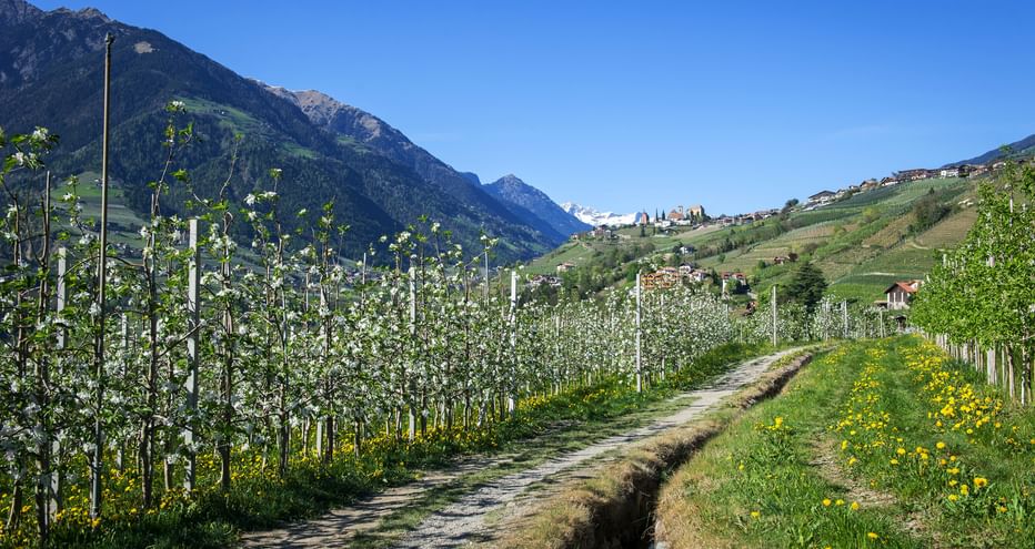 Spring walk among blossoming apple trees along the picturesque Waalweg, snow-covered peaks and villages in the background