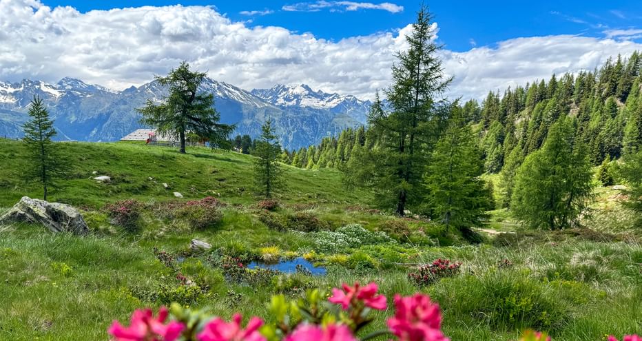 Alpine meadow in the Passeier Valley with mountain panorama