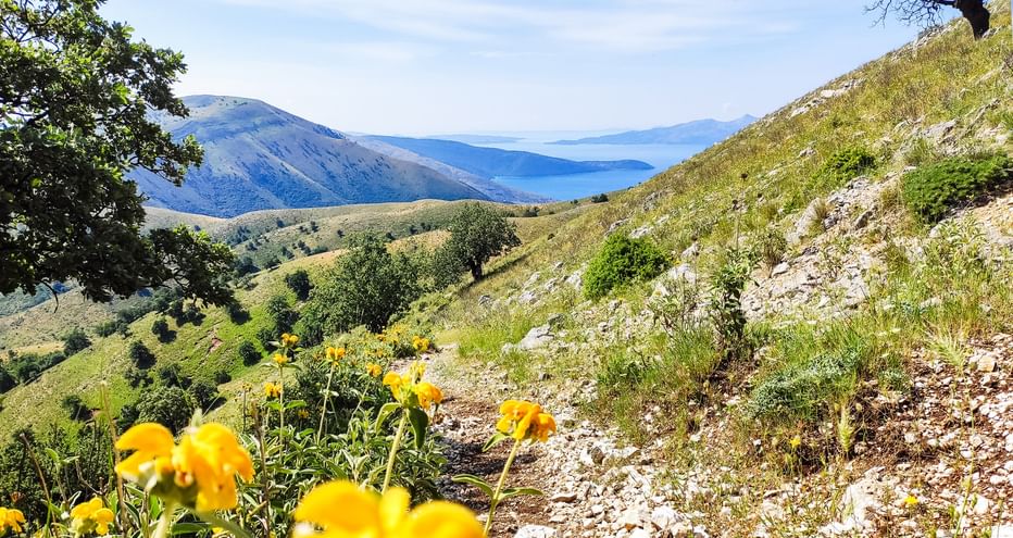 Bergpfad mit gelben Blumen im Vordergrund, grünen Hängen und blauem Meerblick in der Ferne entlang der albanischen Küste.