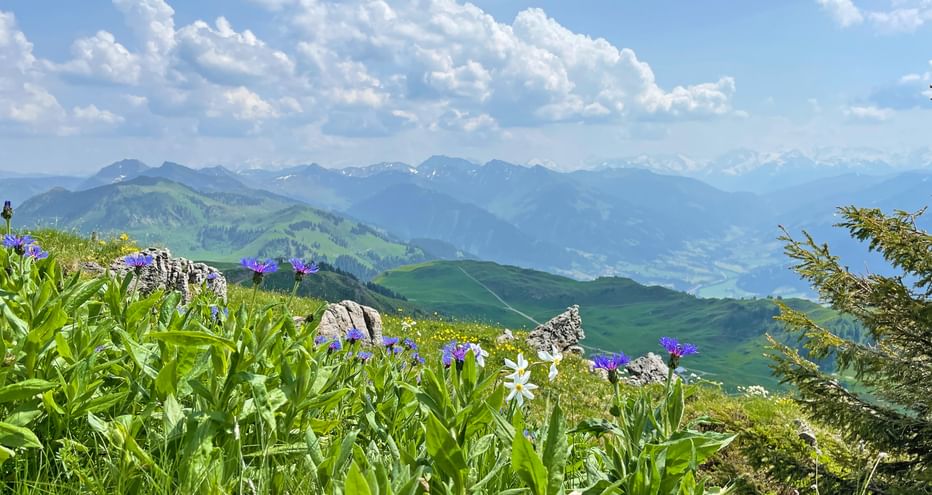 Mountain panorama with flowers in the foreground