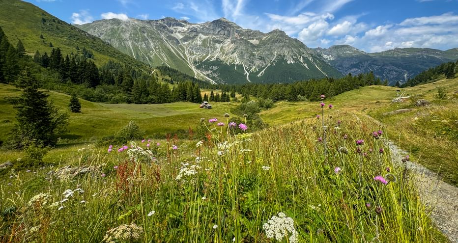 Colorful alpine meadow with white and purple wildflowers in foreground, green valley with mountain huts, and rocky Alpine peaks under blue sky.