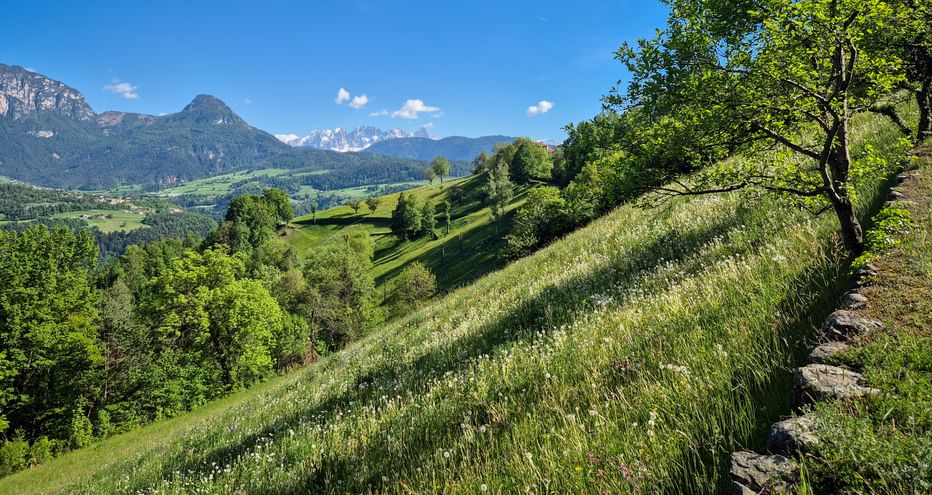 Lush green meadows on Ritten Plateau with stone wall path, trees, and snow-capped Alpine peaks under blue sky near Sterzing.