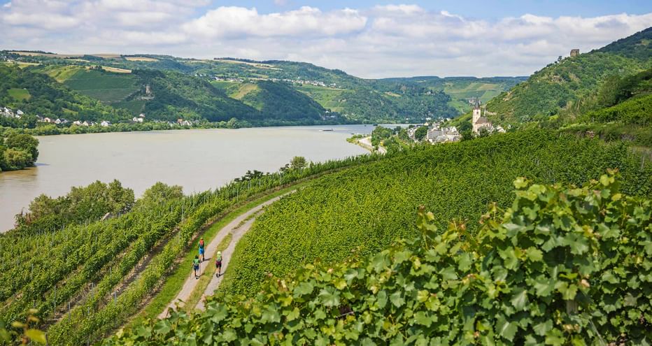 Wanderer inmitten der Weinberge am Rhein