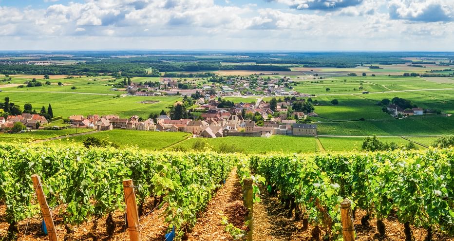 Weinreben in der Region Burgund