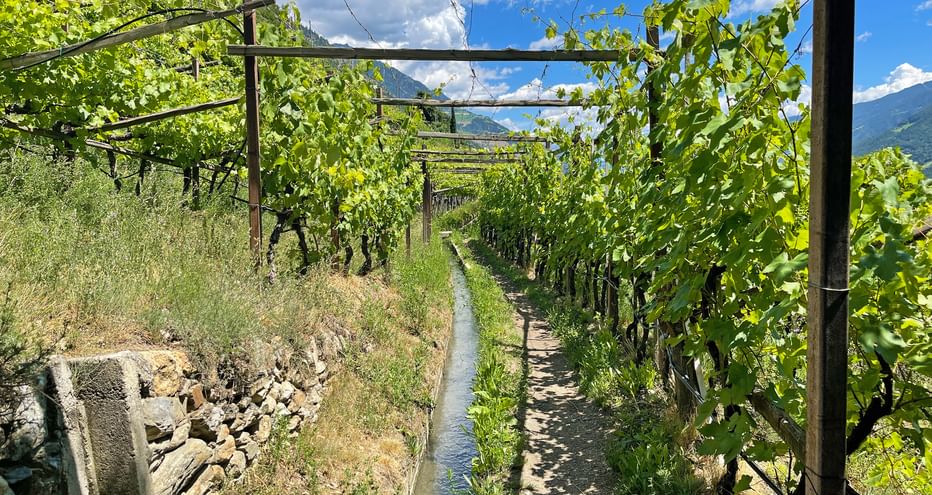 Waalweg zwischen Weinreben bei Kastelbell