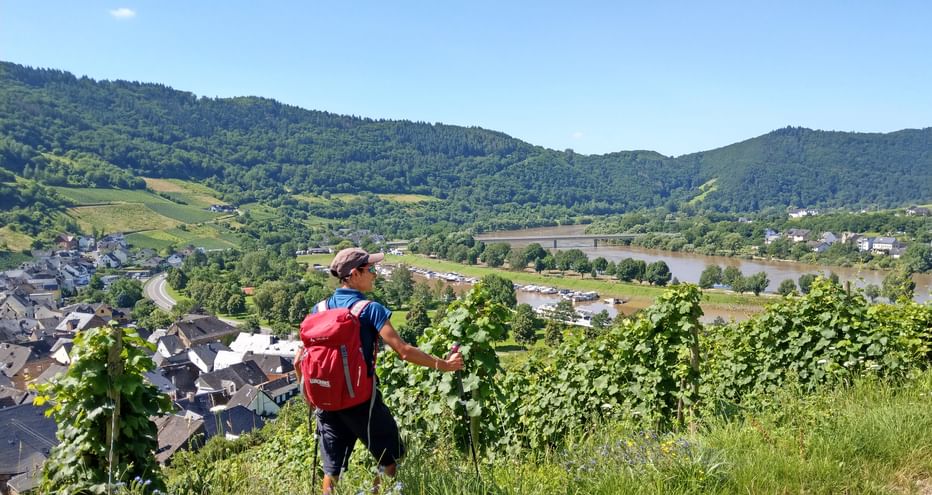 Moselsteig Trail hike through the vineyards