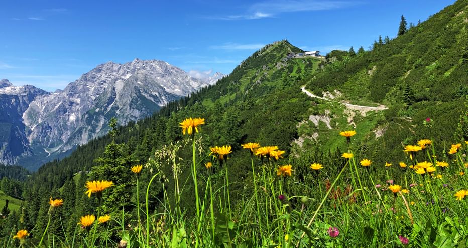Flower meadow on the Jenner with the Watzmann in the background
