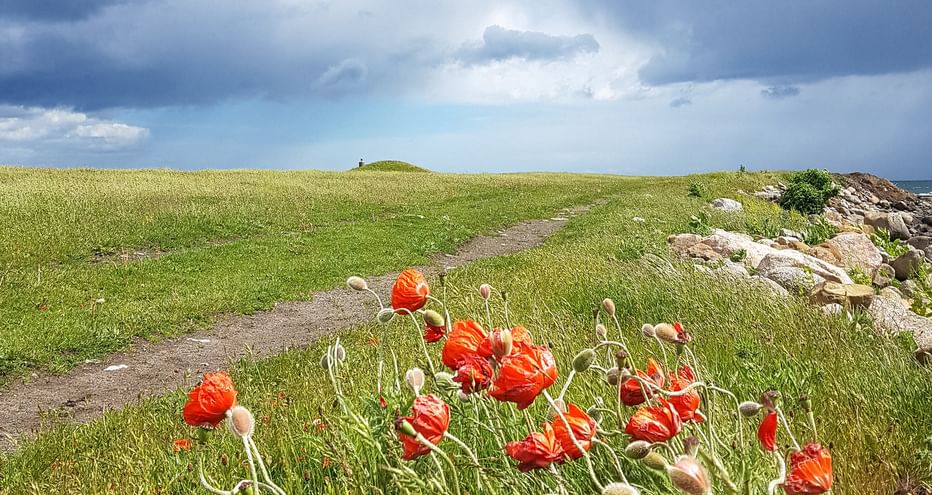 Poppies along the hiking trail in Skillinge