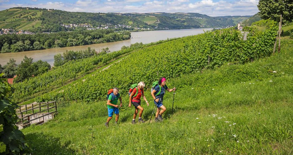 3 Hikers on the Rheinsteig in vineyards with a view of the Rhine