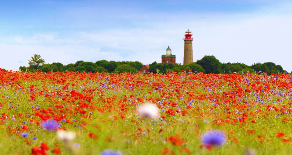 Poppy field with view of the lighthouse